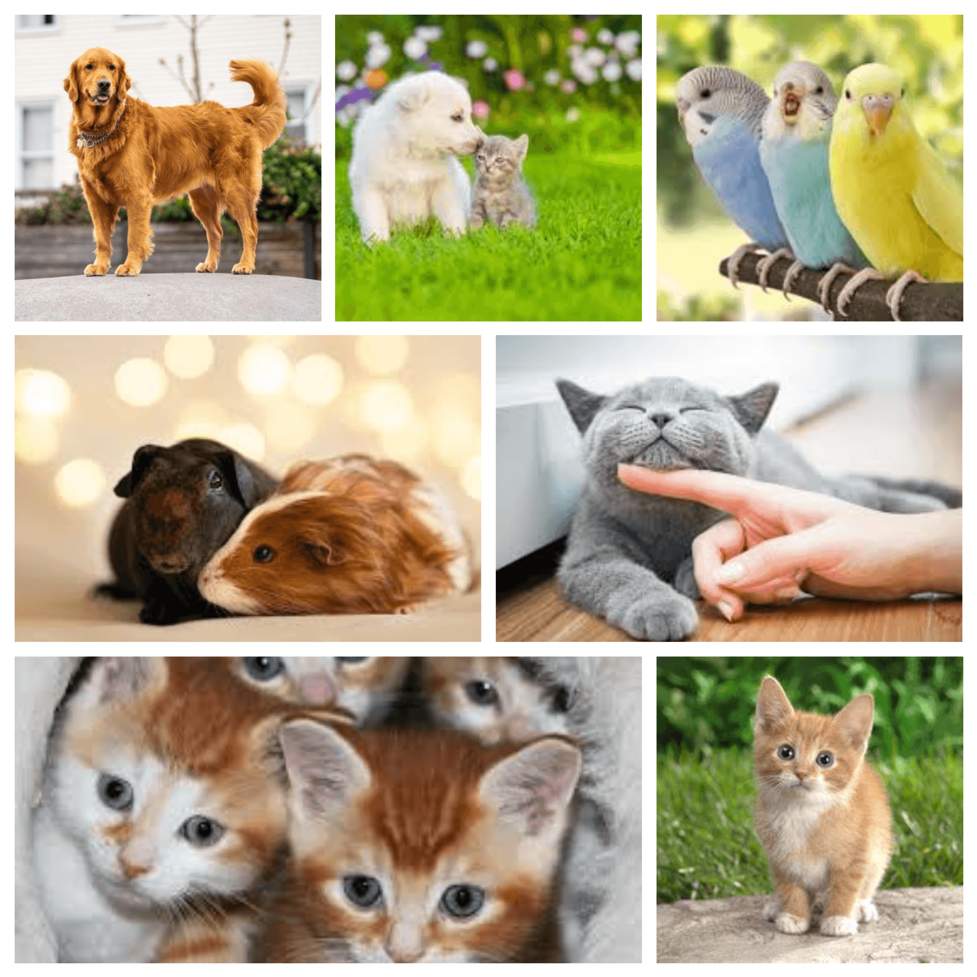 pet into human pet example